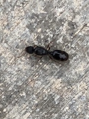 Tetramorium immigrans