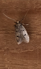 Martyringa latipennis