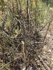 Castilleja flava flava