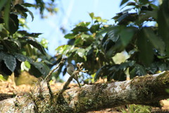 Contopus hispaniolensis