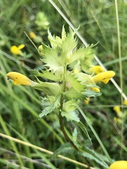 Rhinanthus glacialis