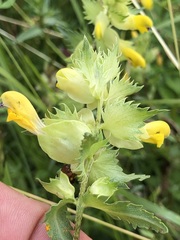 Rhinanthus glacialis