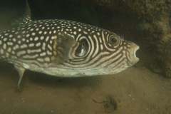 Arothron reticularis