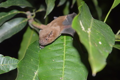 Scotophilus kuhlii