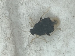 Pycnoderes quadrimaculatus