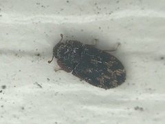 Eucicones marginalis