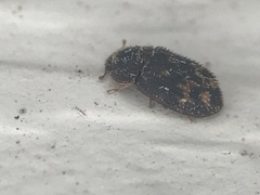 Eucicones marginalis