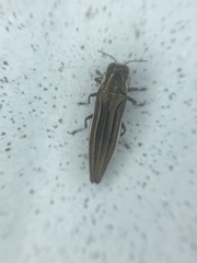Agrilus macer