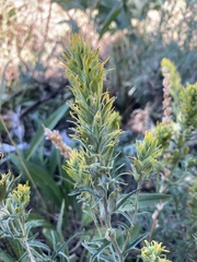 Castilleja flava flava