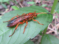Eupalamus