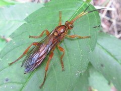Eupalamus