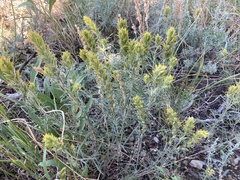 Castilleja flava flava