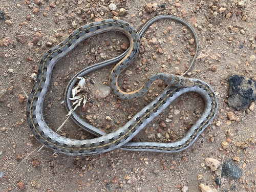 Photo of a Tanganyika Sand Snake (Psammophis tanganicus)