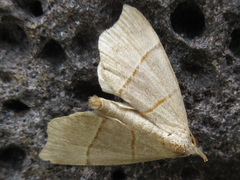 Gonepatica opalina