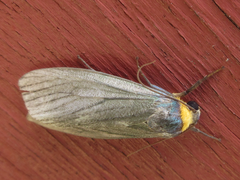 Macrobrochis staudingeri