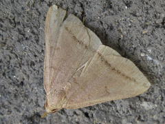 Zanclognatha griselda