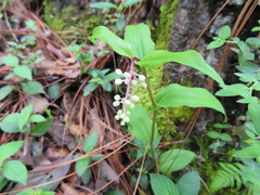 Maianthemum scilloideum