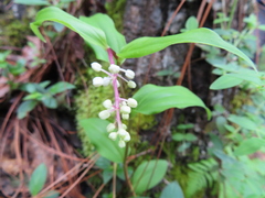 Maianthemum scilloideum