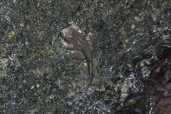 Osteopilus vastus