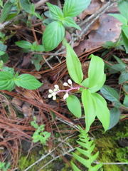 Maianthemum scilloideum