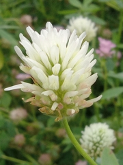 Trifolium alexandrinum