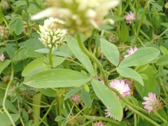 Trifolium alexandrinum