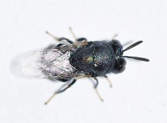Perilampus hyalinus