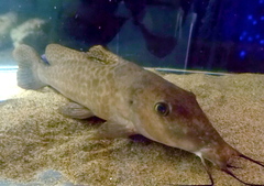 Armoured Catfish photo 2