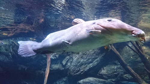 Giraffe catfish