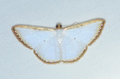 Leuciris fimbriaria