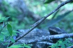 Anolis unilobatus