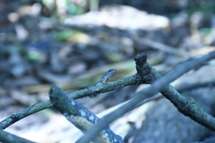 Anolis unilobatus