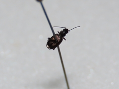 Microlestes linearis