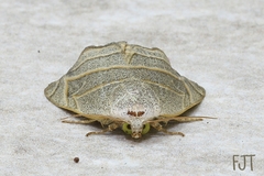 Bagisara laverna