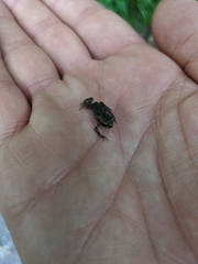 Bufo bufo