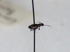 Microlestes linearis