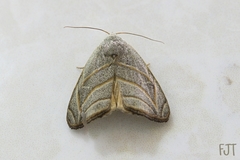 Bagisara laverna