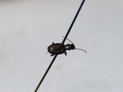 Microlestes linearis