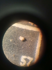 Textularia