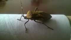 Pachylis laticornis