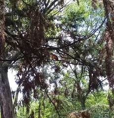 Pheucticus melanocephalus