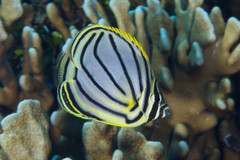 Chaetodon meyeri