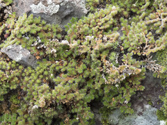 Selaginella hansenii