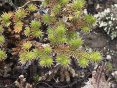 Selaginella hansenii