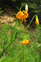 Lilium pardalinum wigginsii