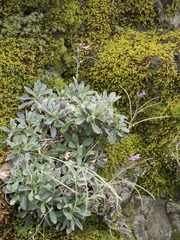 Boechera breweri shastaensis