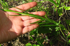 Lilium pardalinum wigginsii