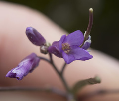 Boechera breweri shastaensis