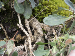 Boechera breweri shastaensis