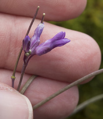 Boechera breweri shastaensis